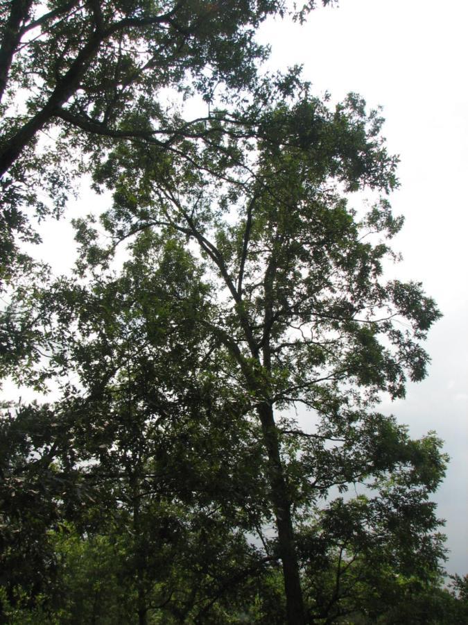 Sunset Ridge Cabin Pigeon Forge Extérieur photo